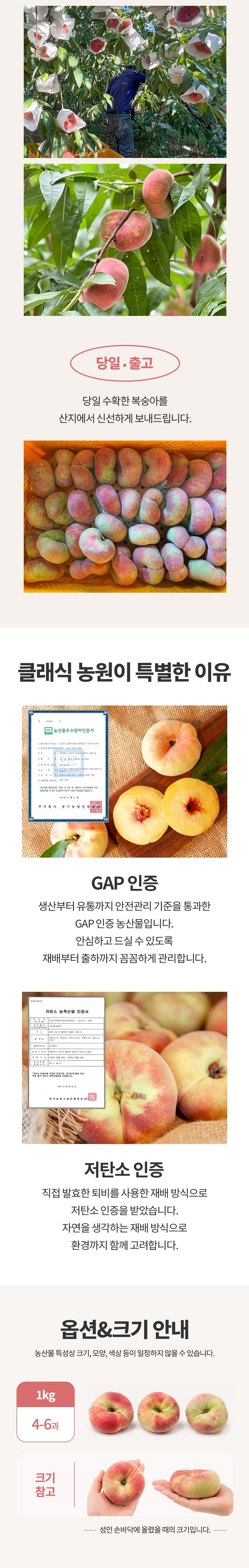 [용복맘 x 클래식농원] [직접재배 직송] 프리미엄 거반도 납작복숭아 고당도