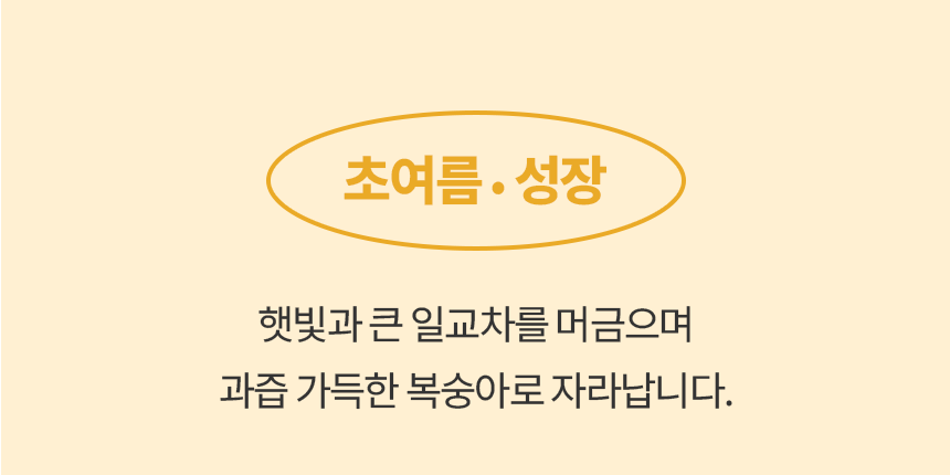 2026년 산지직송 당도보장 클래식 황도★대향금 복숭아 [원산지:국산(충청북도 괴산군)]