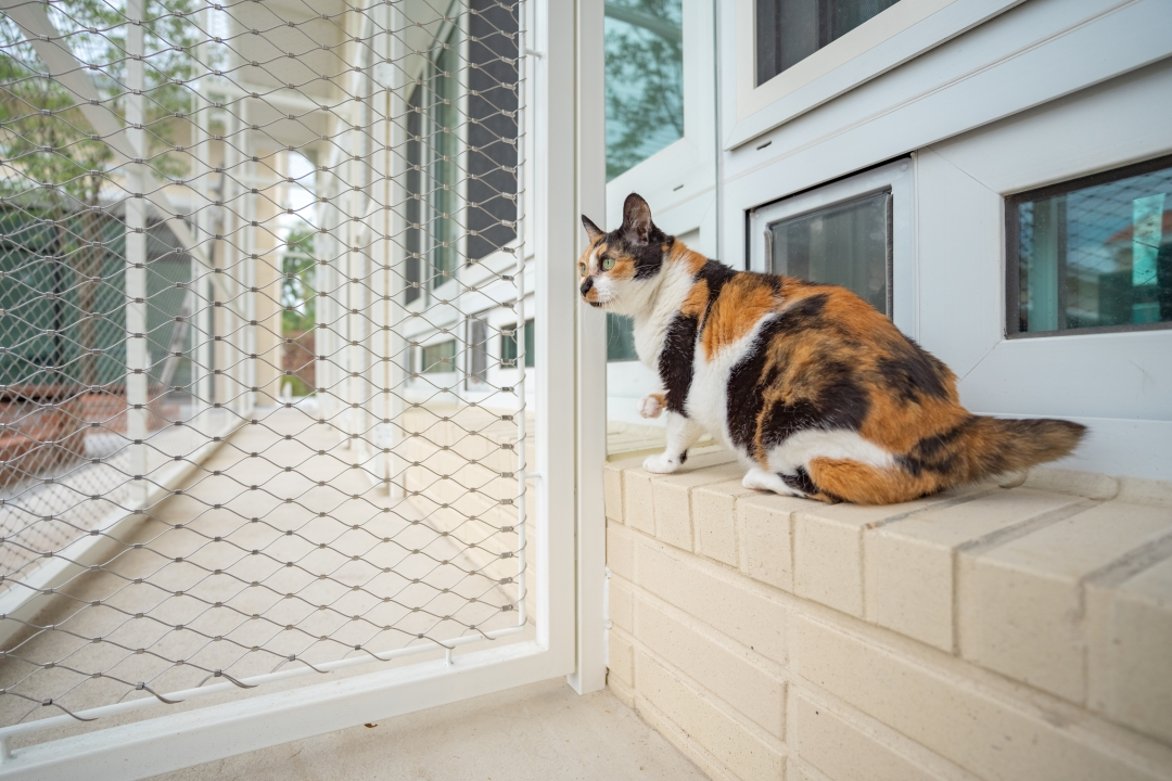 창문, 애완동물, 고양잇과, 집고양이이(가) 표시된 사진 
자동 생성된 설명