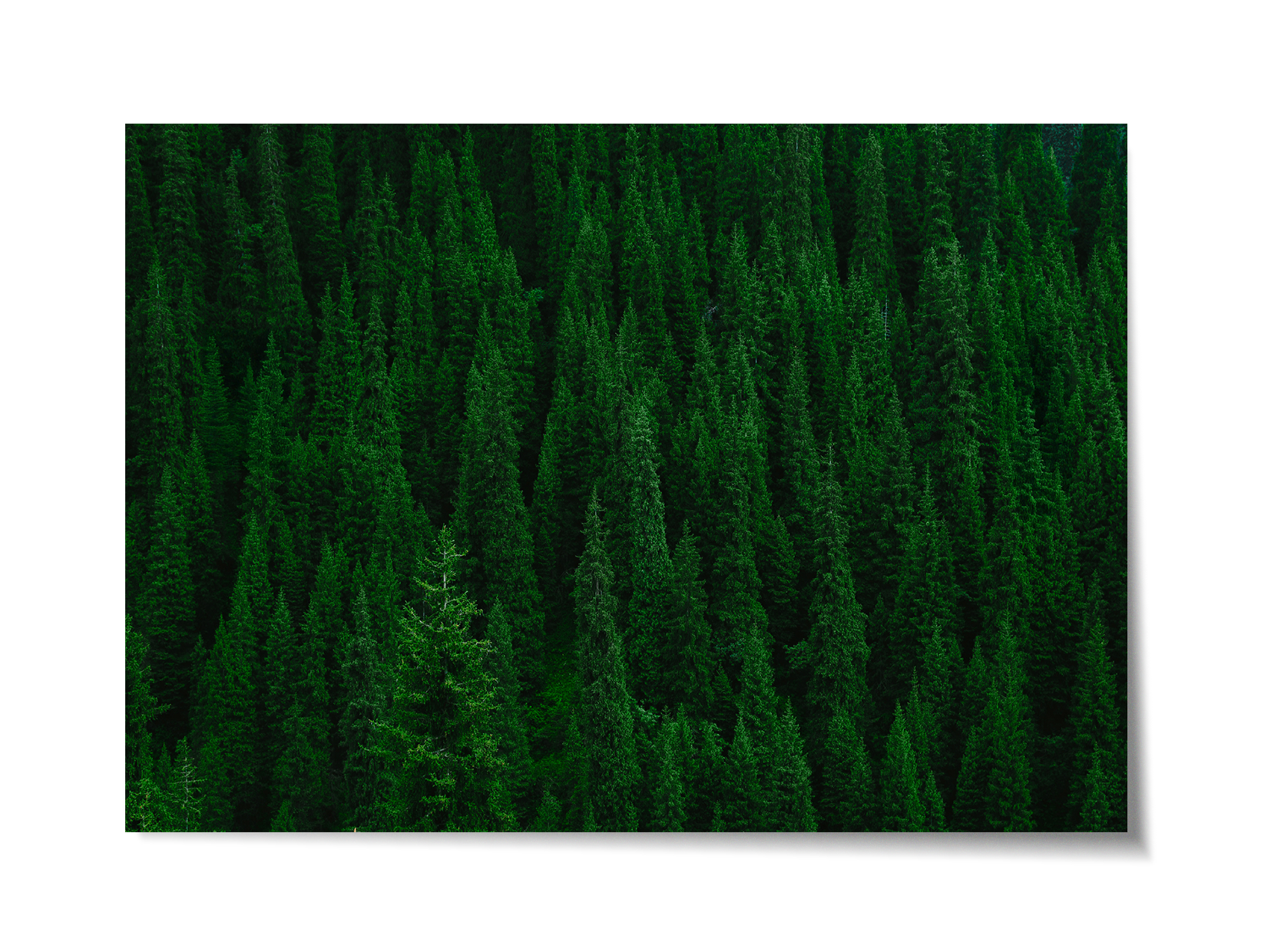 Deep Breathing Forest