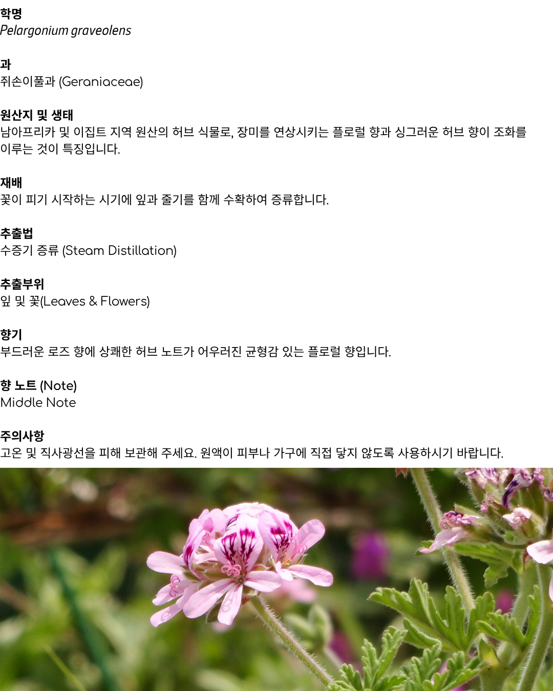 에르보리스타 로즈제라늄 에센셜오일