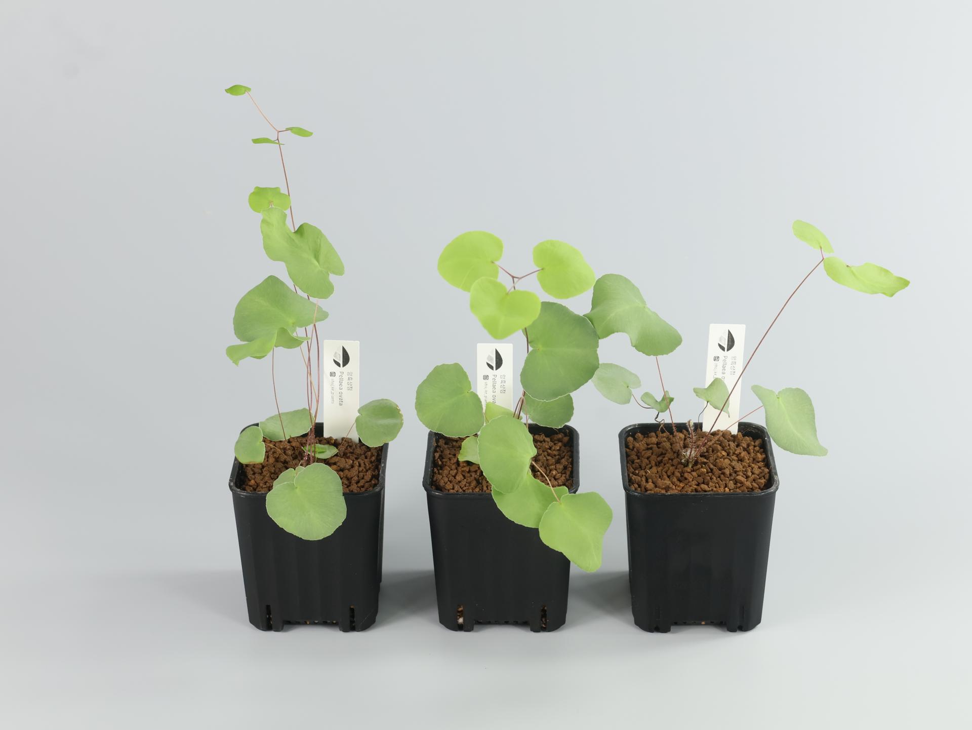 Pellae Pellaea ovata : 암흑상점