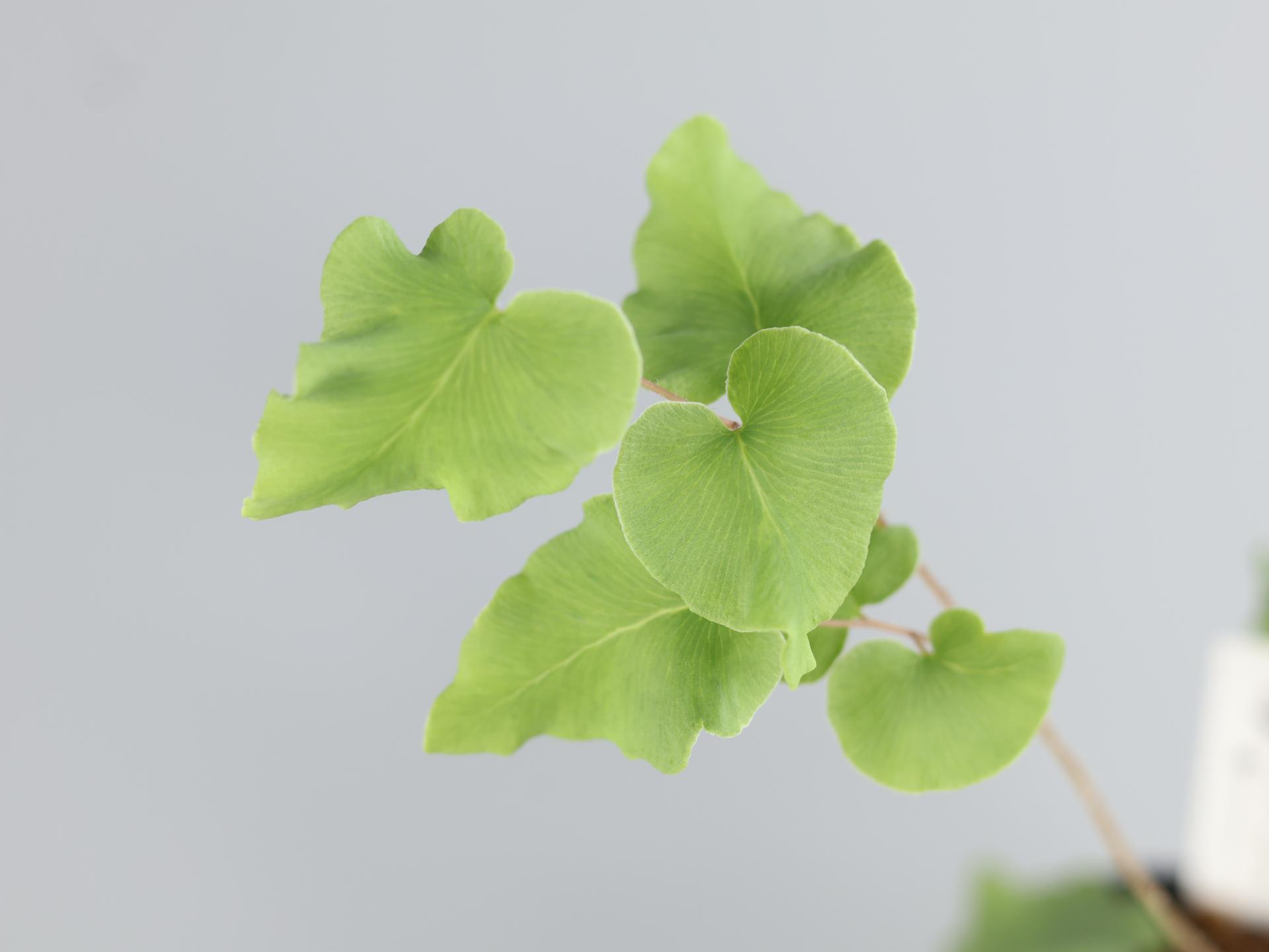 Pellae Pellaea sagittata : 암흑상점