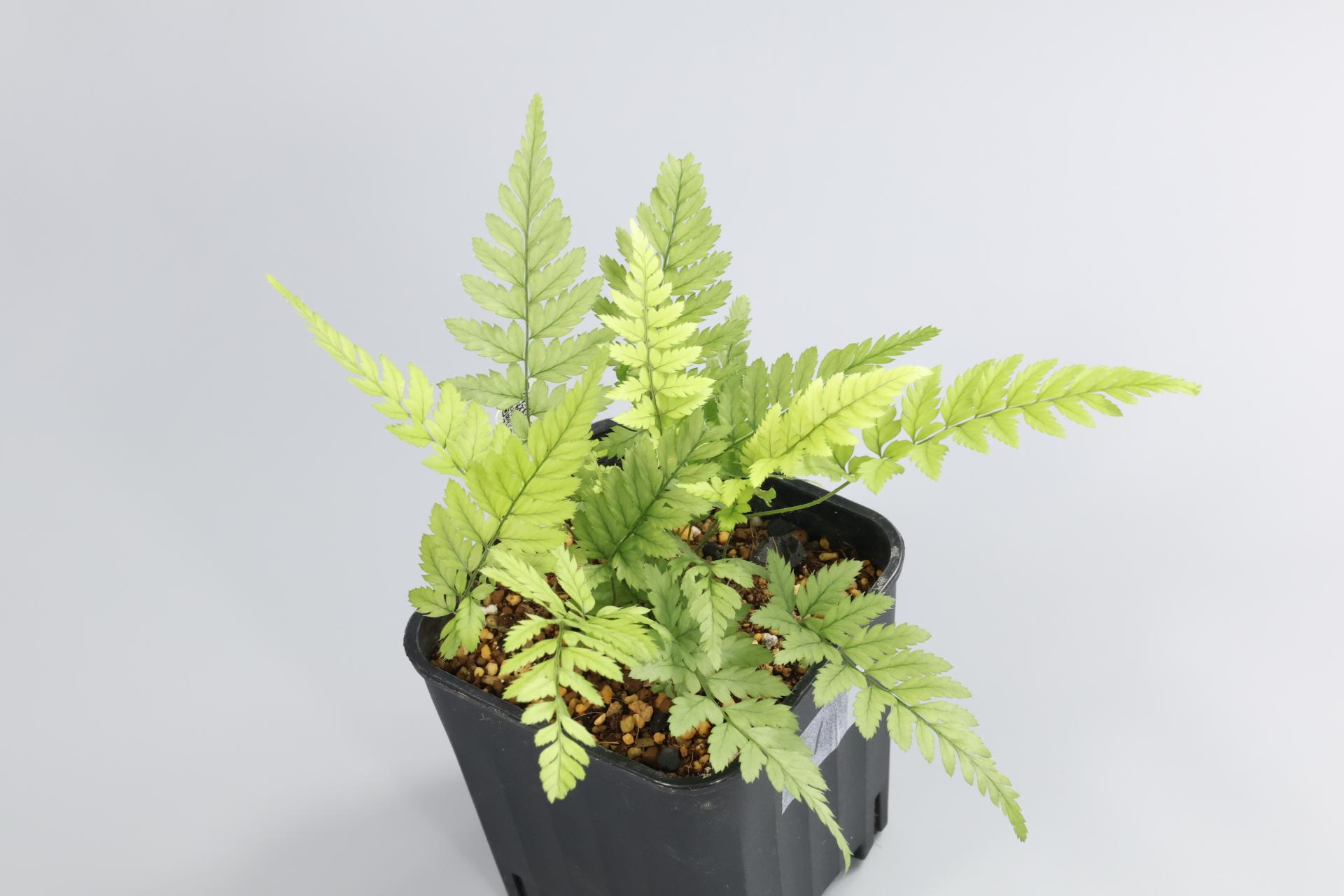 Polystichum tsussimense 검정개관중 : 암흑상점