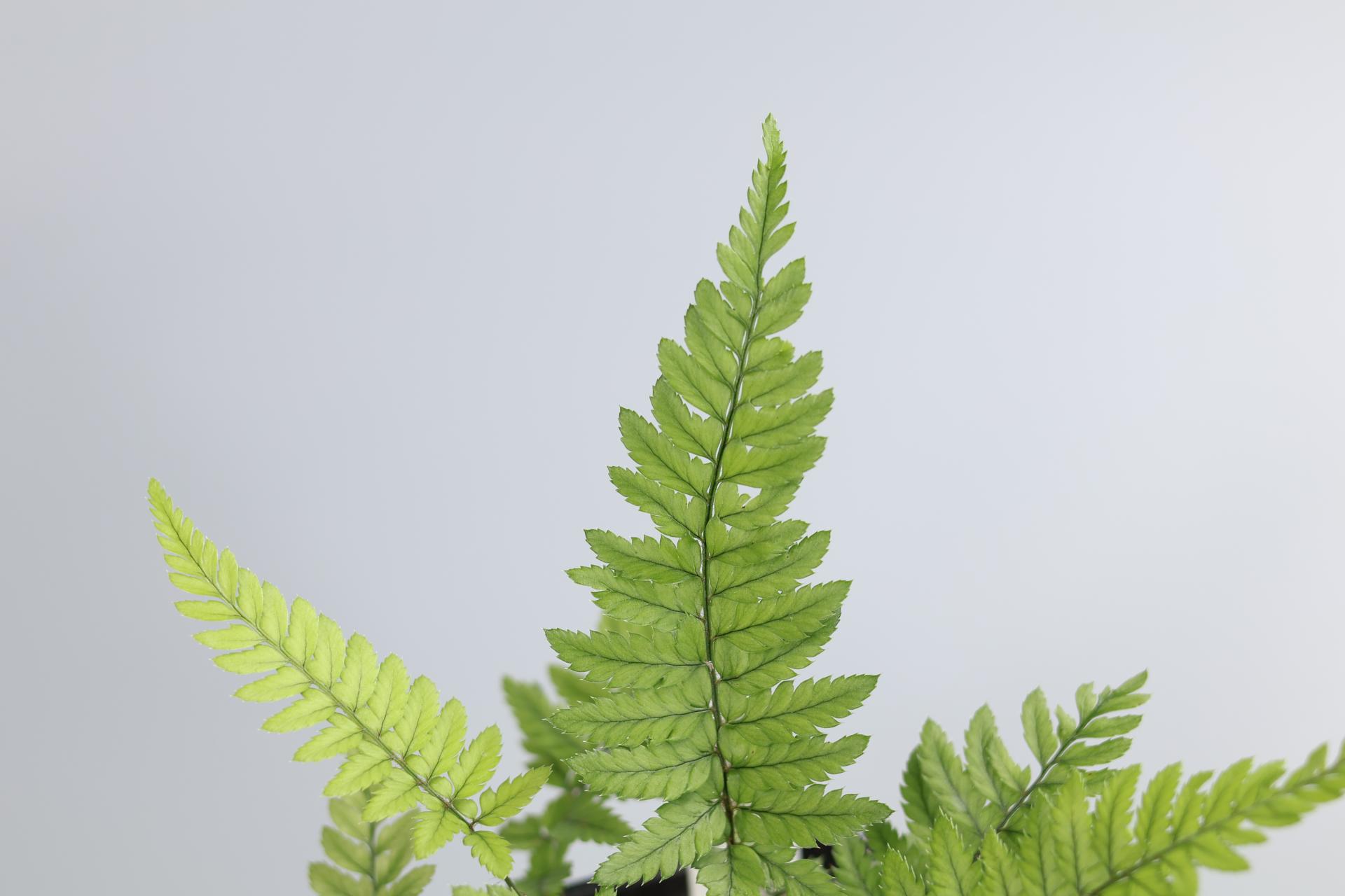 Polystichum tsussimense 검정개관중 : 암흑상점