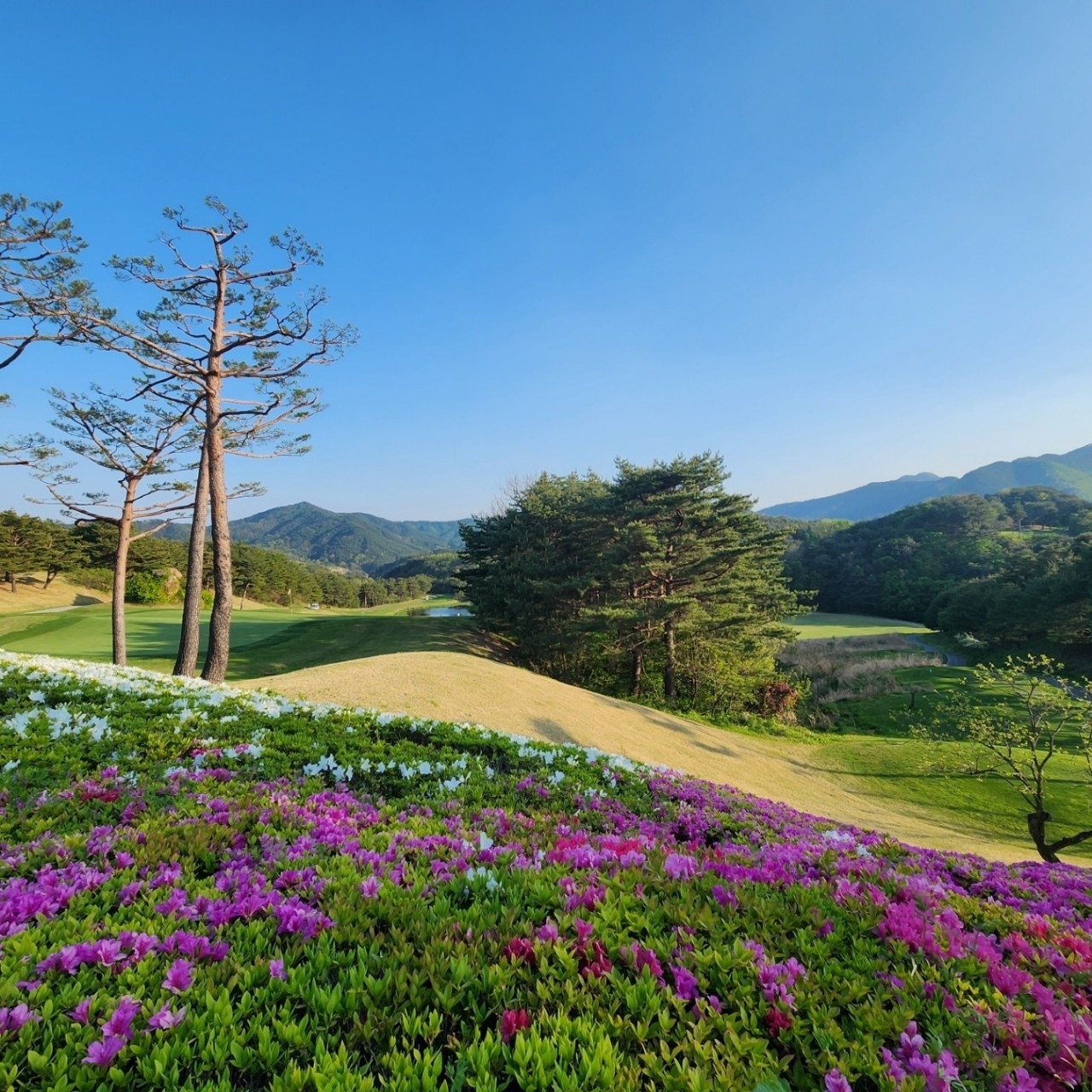 5월⛳파인밸리(삼척) 1박2일 특가 350,000원~