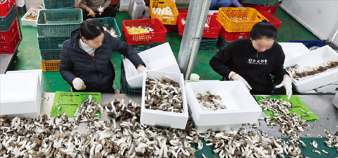 지난 8일 경기 화성의 한 버섯농장에서 태국 베트남 캄보디아인 근로자들이 버섯을 포장하는 작업을 하고 있다. 2023년 말 현재 우리나라에는 92만 명이 넘는 외국인 근로자가 주로 제조·건설·농축산업 분야에서 일하고 있다.  최혁 기자 