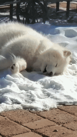 7a939158a6796.gif