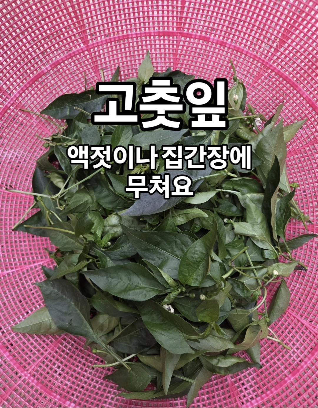 노지 고춧잎/어린고추
