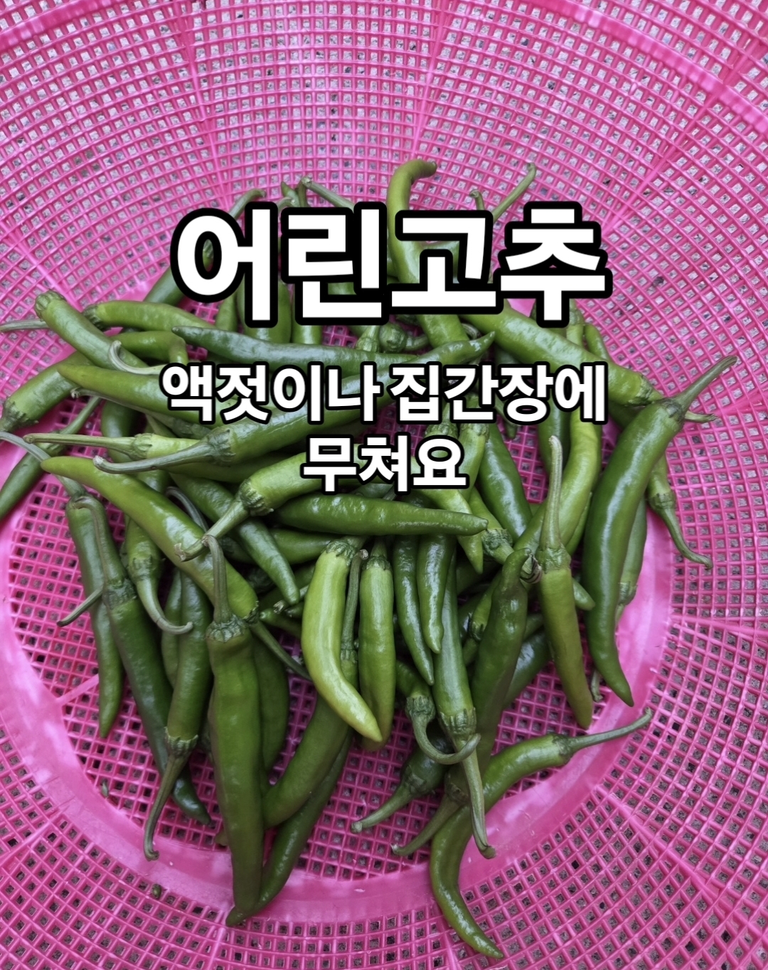 노지 고춧잎/어린고추