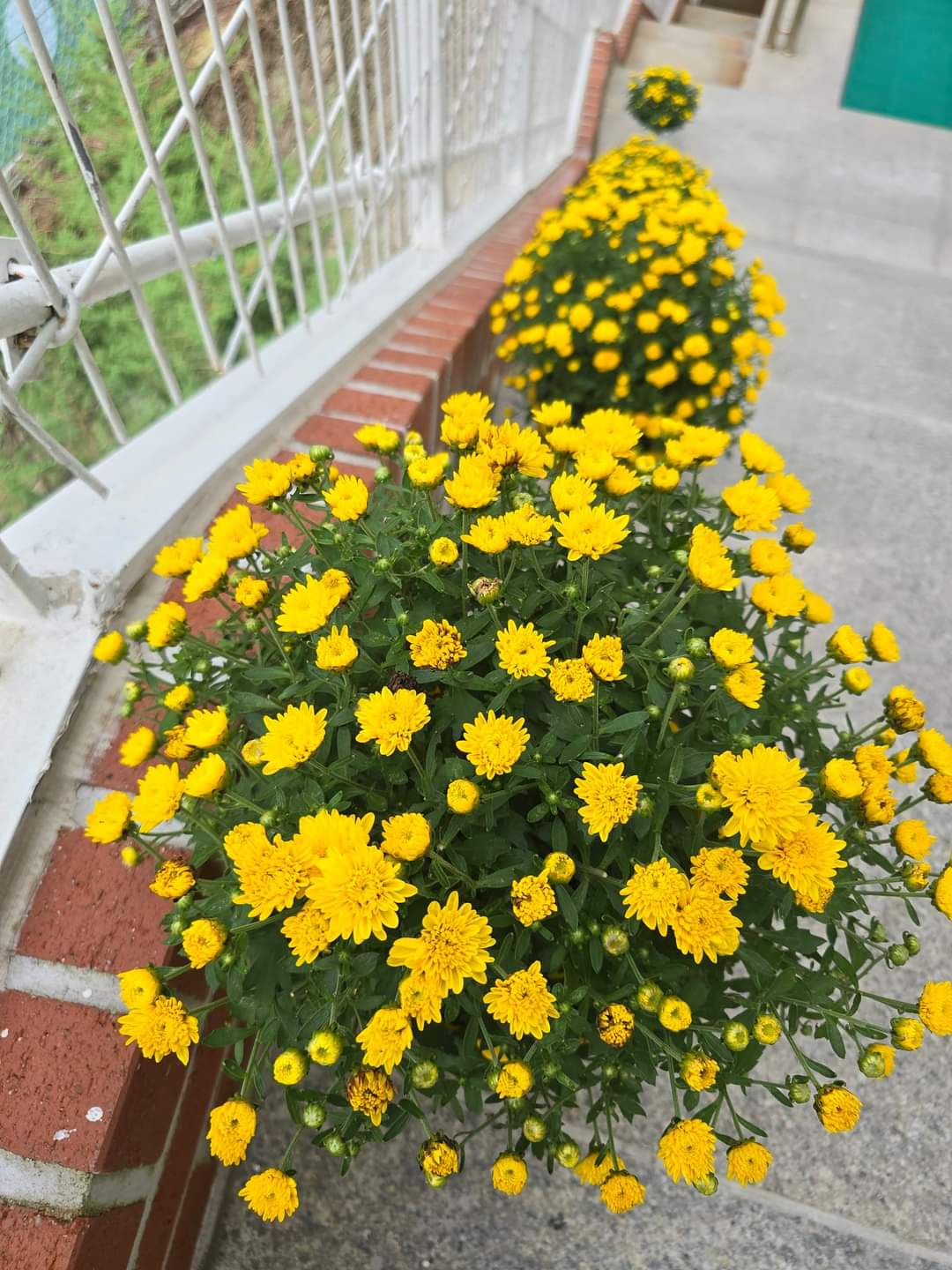38e3371410cf5.jpg
