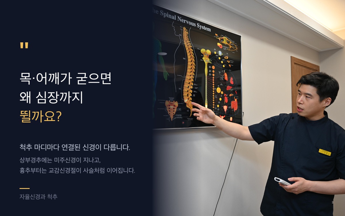 척추와 자율신경 연결 - 상부경추 미주신경, 흉추 교감신경절