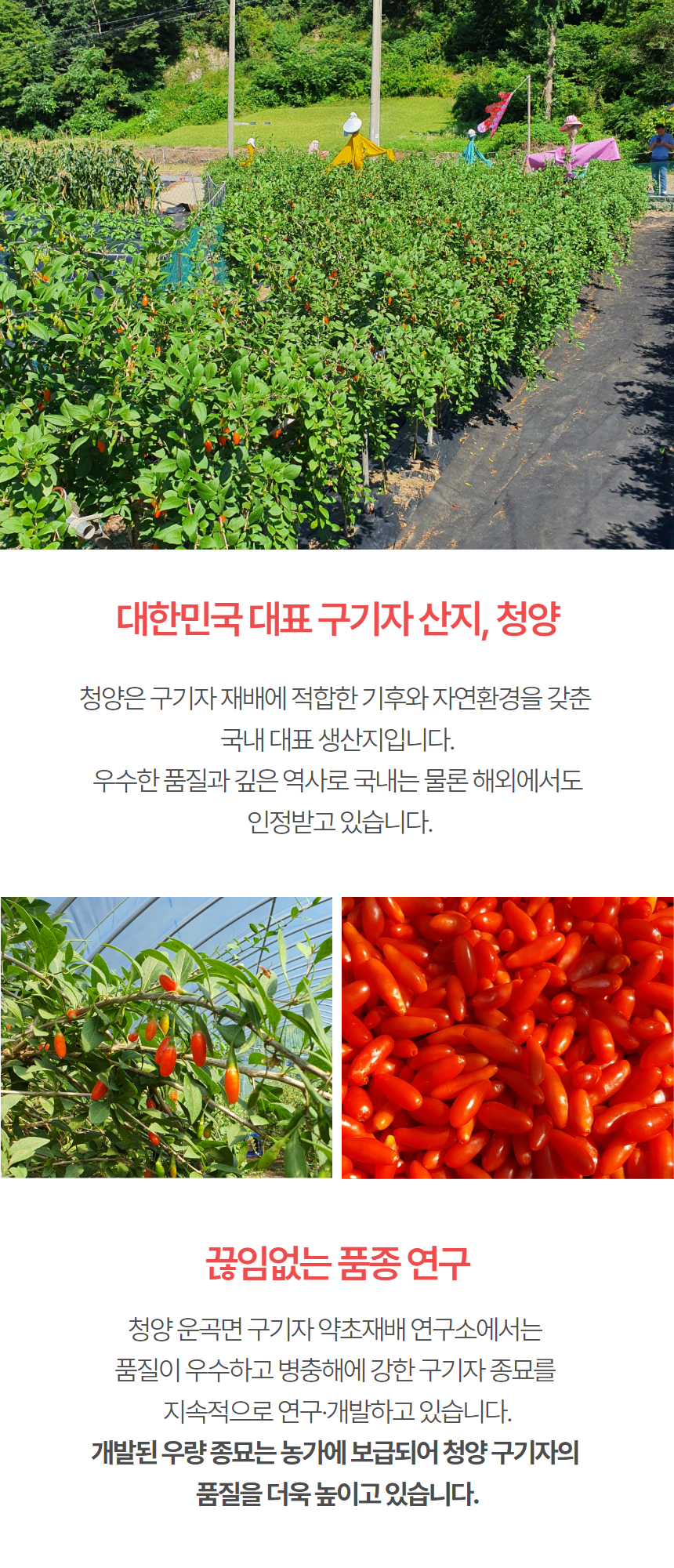구기자 분말