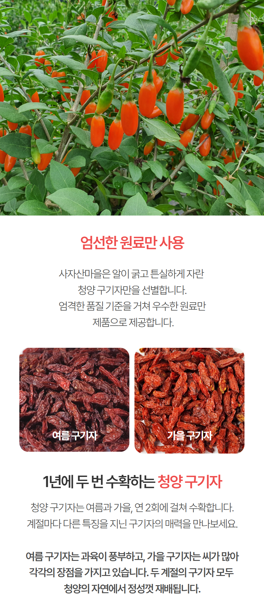 구기자 분말