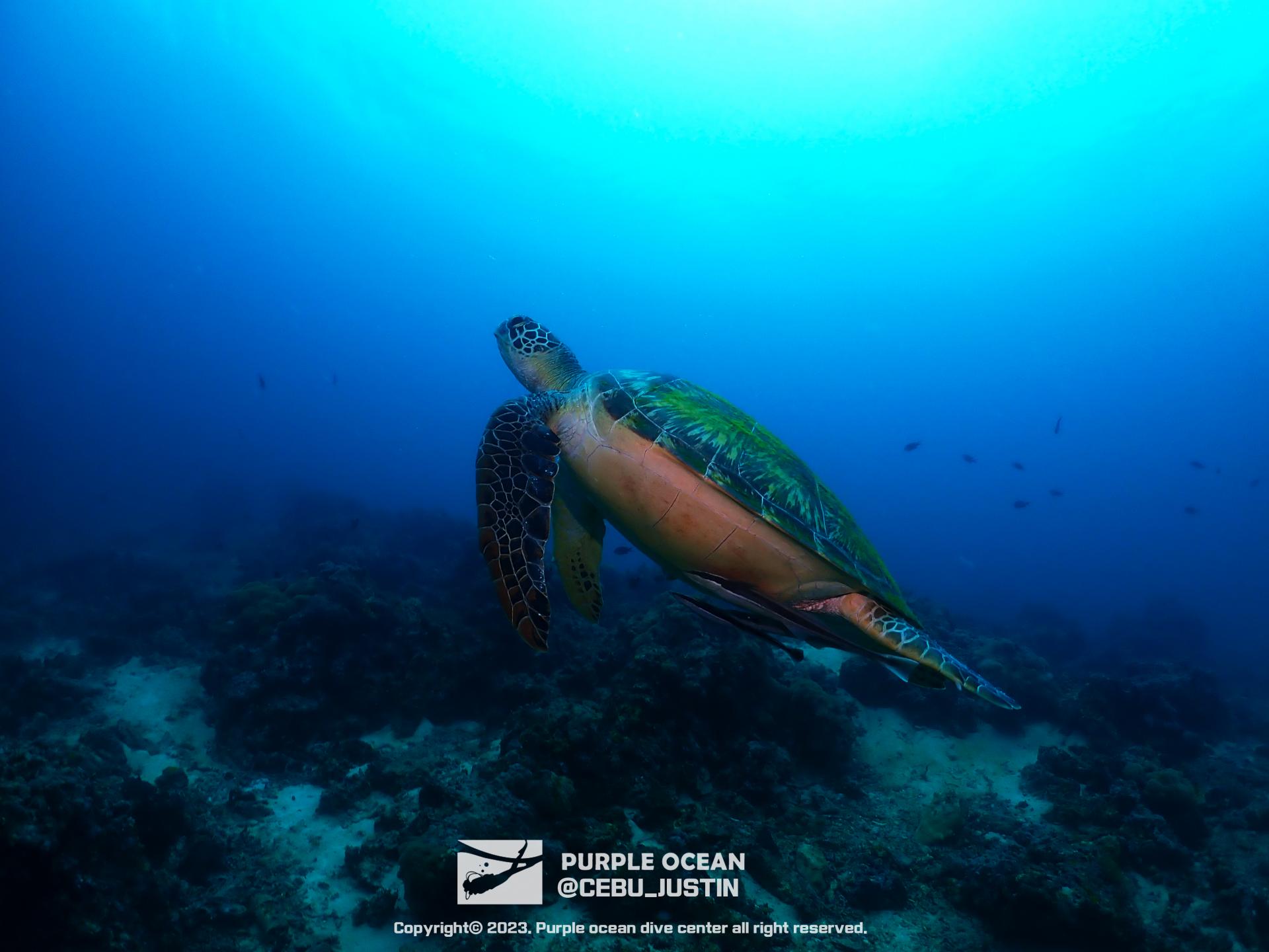 Green turtle (바다거북) : 어류도감