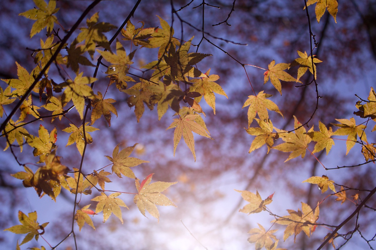 a7c40a1781f6e.png
