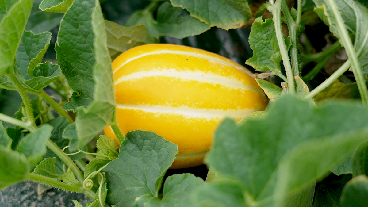 d40057bfe2b90.png