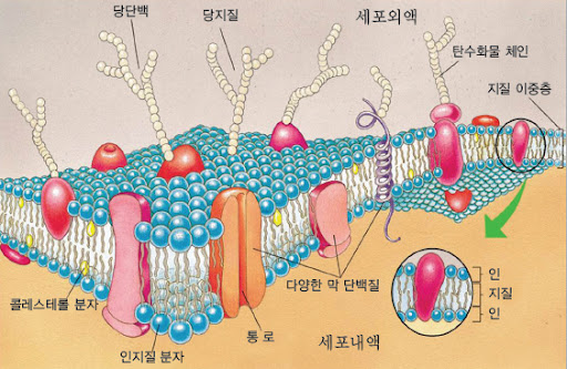 인지질의 구조