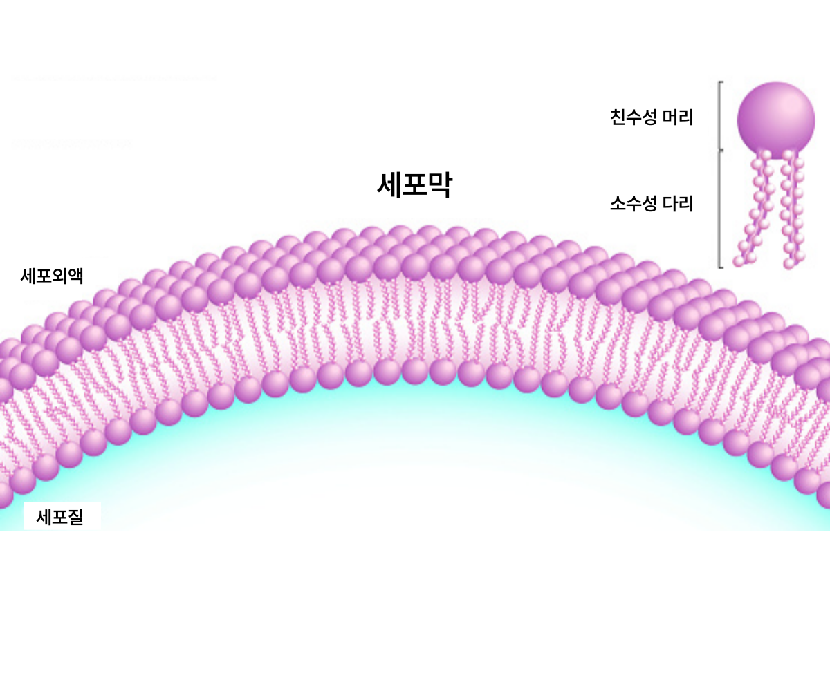 인지질의 구조