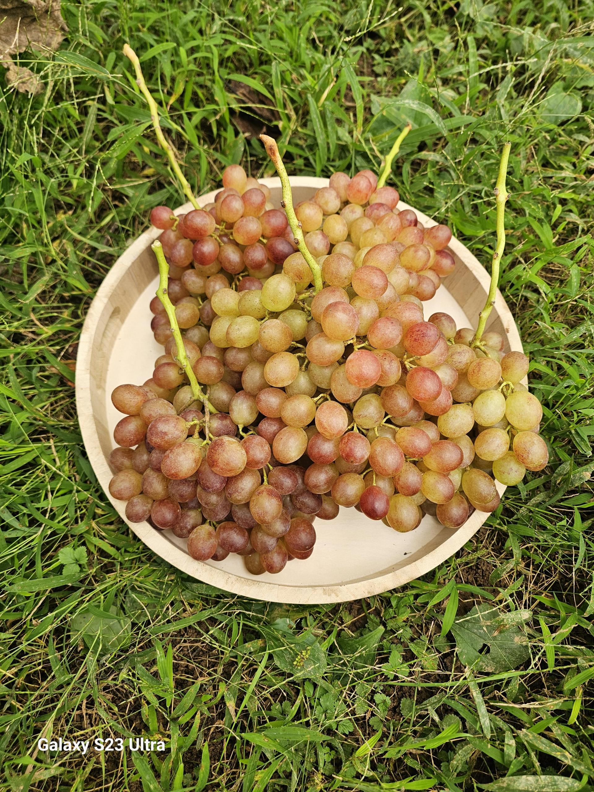 수필포도원 유기농포도 루비시들레스 (2kg, 4kg)