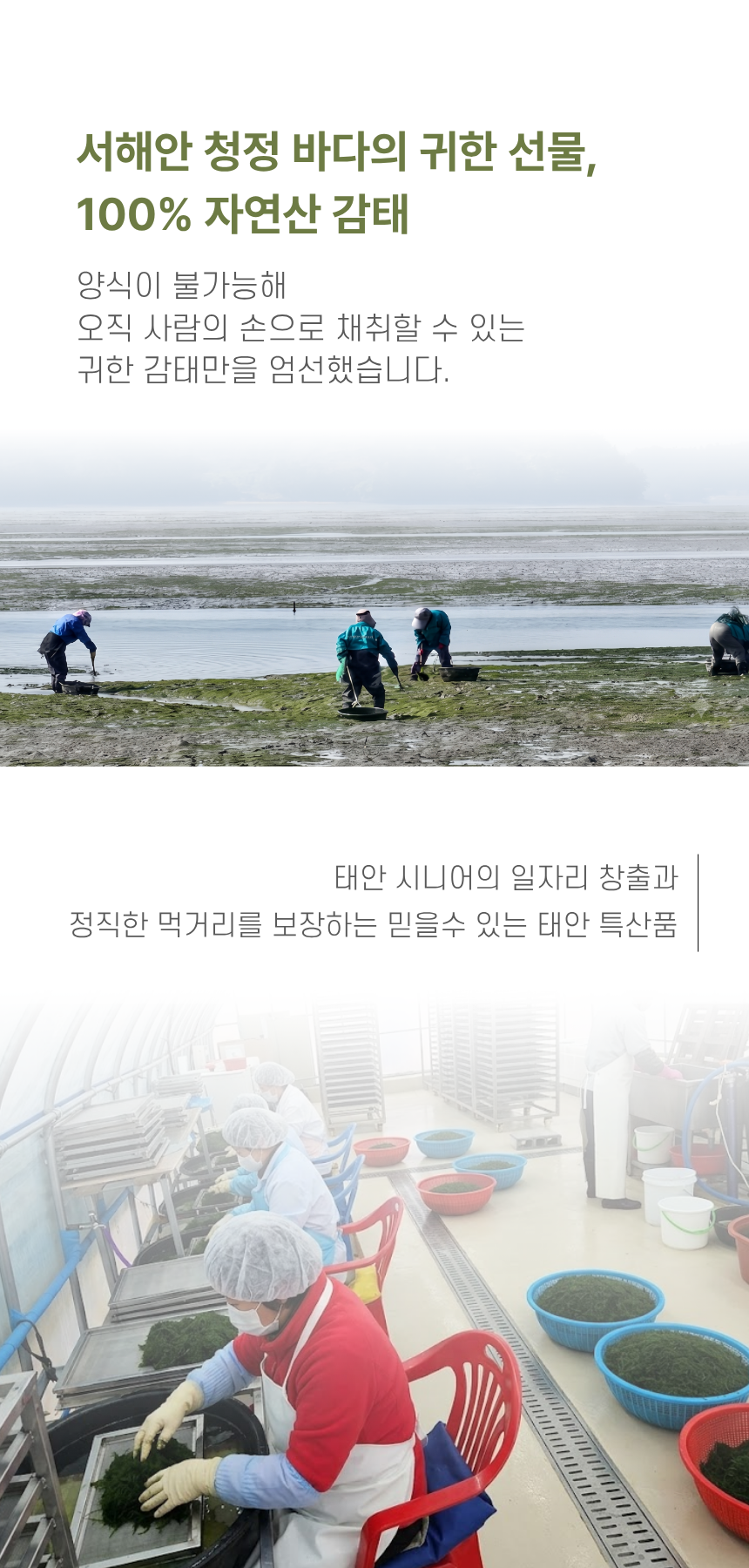 태안시니어 바다감태 선물세트