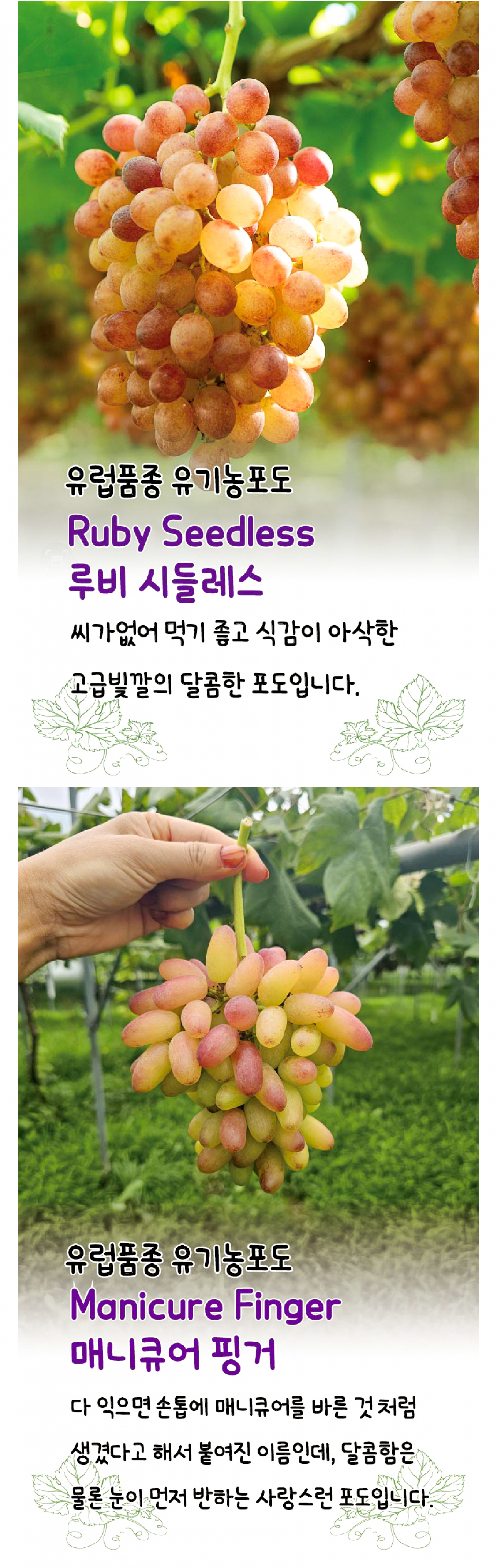 유럽종 유기농 포도 2종세트 (루비시들레스+매니큐어핑거)_수필포도원