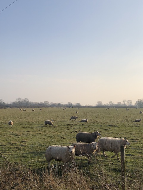 ab1dcc08148db.jpeg