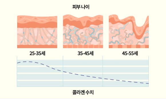Illustration showing collagen levels decreasing with age, highlighting skin changes between ages 25-55.