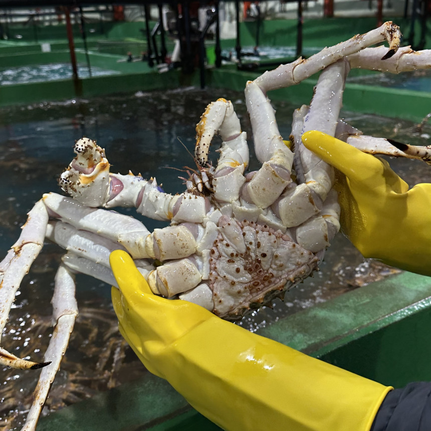 특A급 러시아 블루킹크랩 1kg (활/자숙 선택)