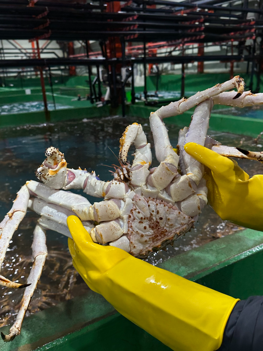 특A급 러시아 블루킹크랩 1kg (활/자숙 선택)