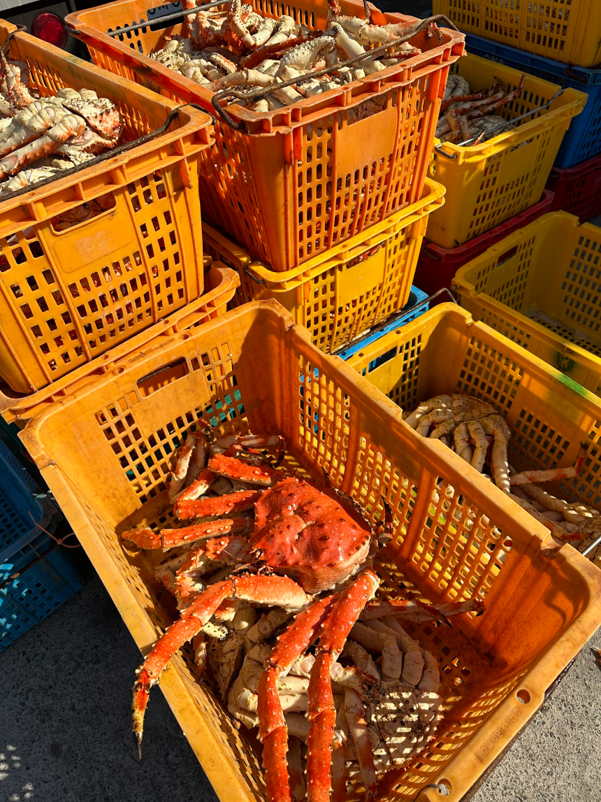 특A급 러시아 블루킹크랩 1kg (활/자숙 선택)