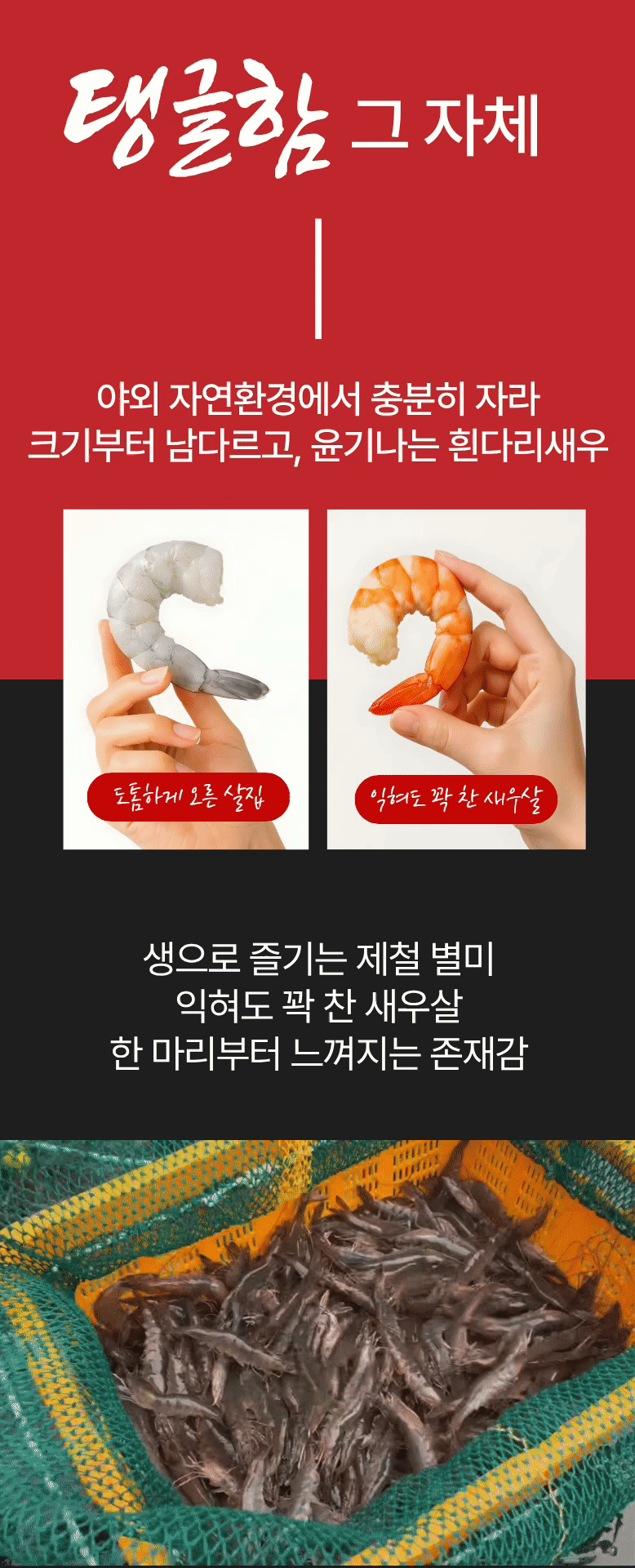 국산 제철 흰다리새우 생새우 활새우 왕새우 500g 1kg