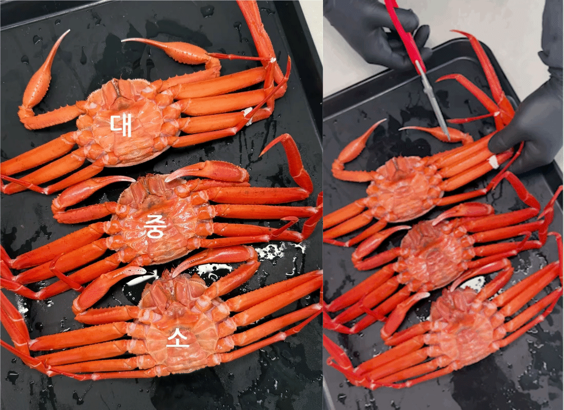 선주직송 독도 박달홍게 1kg (활/자숙 선택)