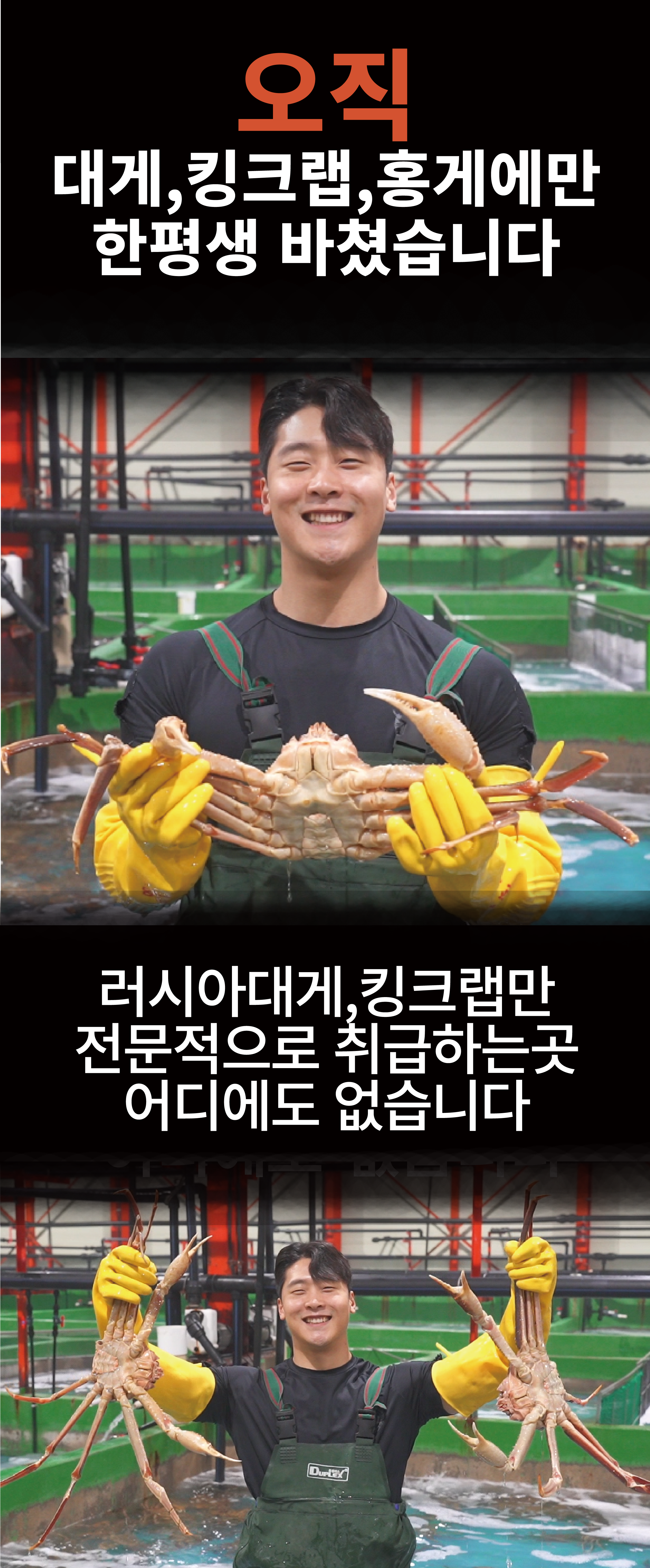 러시아대게 게딱지 몸통대게 3개 (자숙)