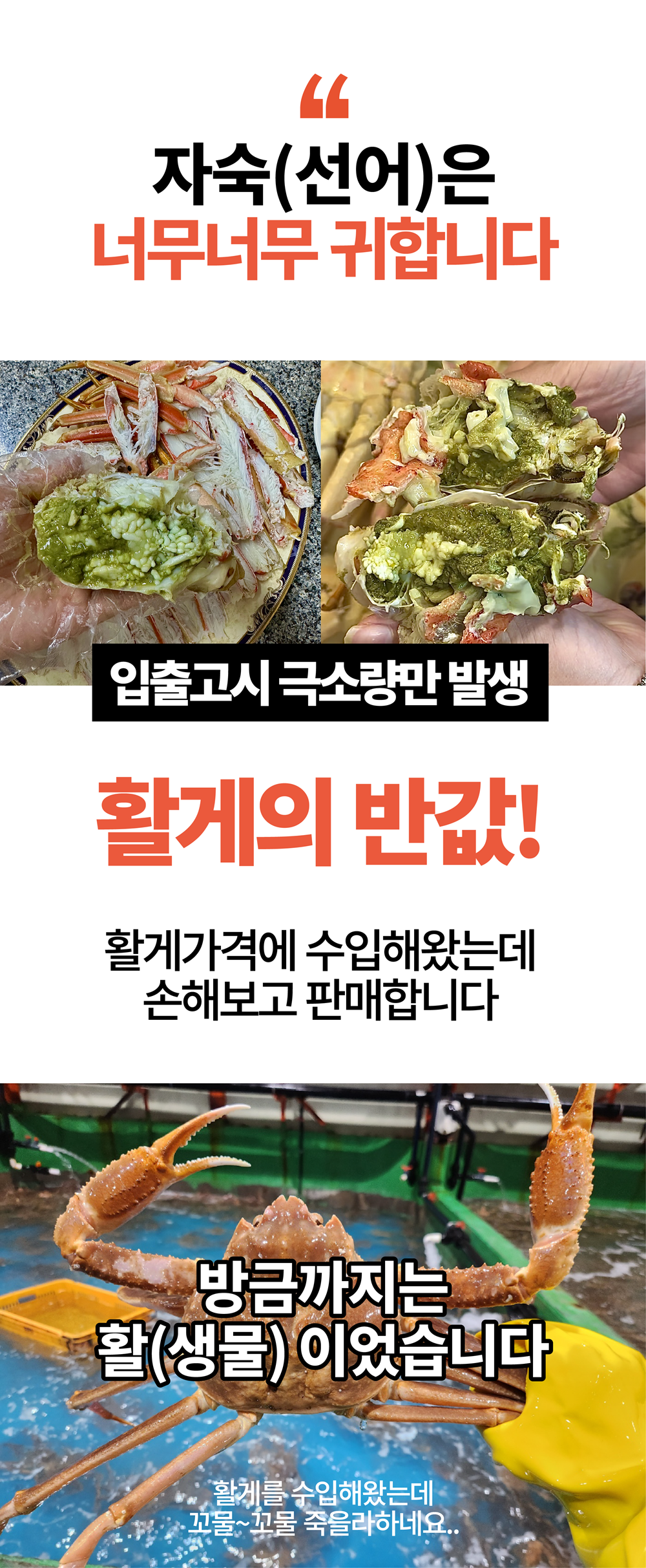 특A급 북해도 프리미엄 활 레드킹크랩 1마리 (암컷/수컷)