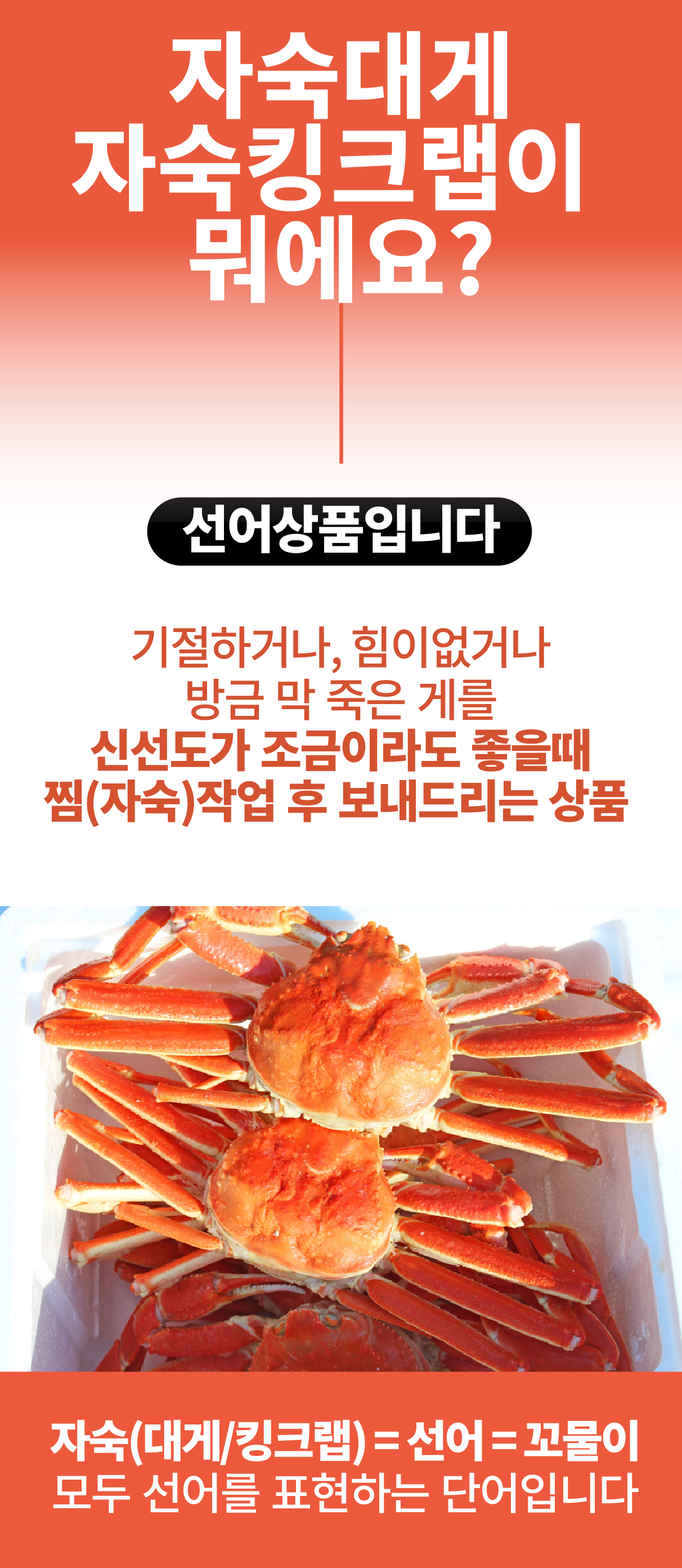 러시아 비품대게 1마리 (활/자숙선택)