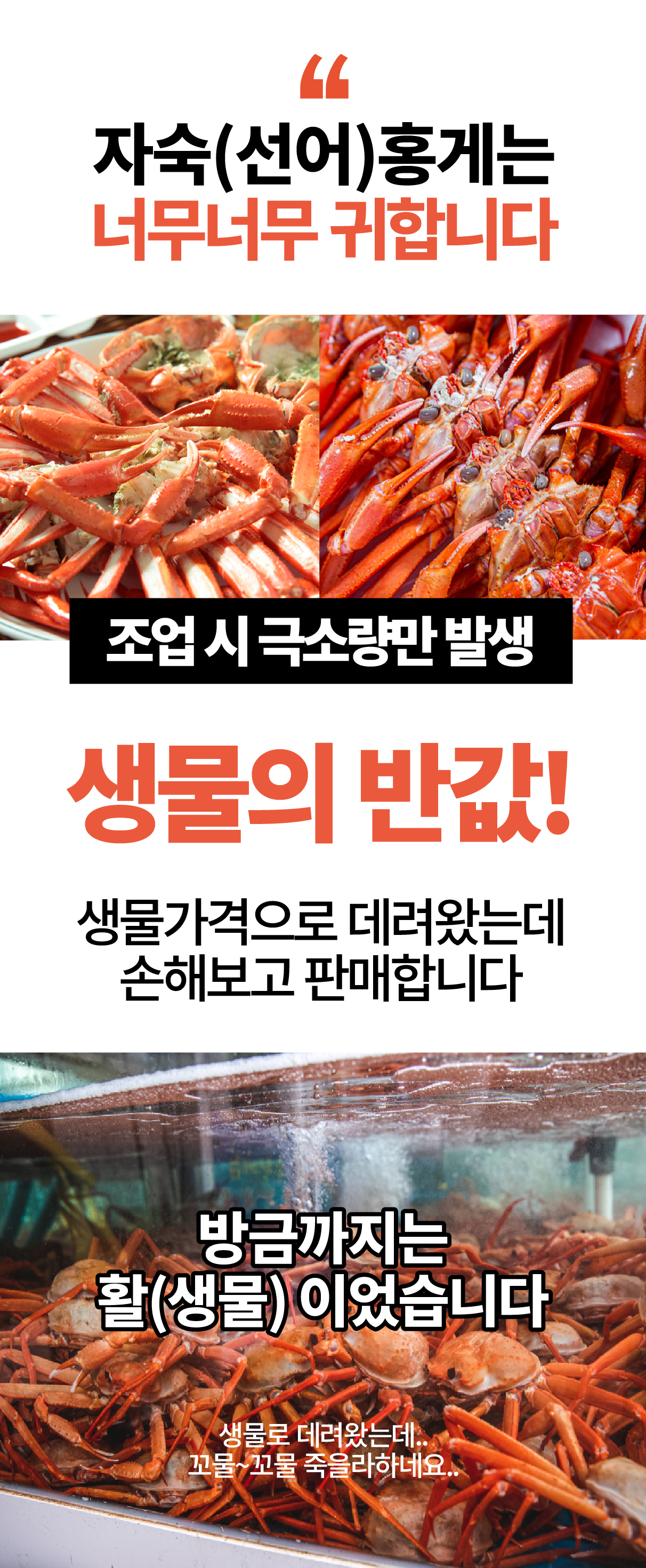 선주직송 독도 박달홍게 1kg (활/자숙 선택)