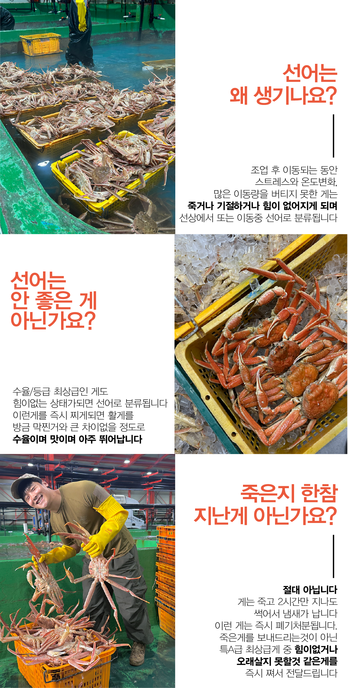 선주직송 독도 박달홍게 1kg (활/자숙 선택)