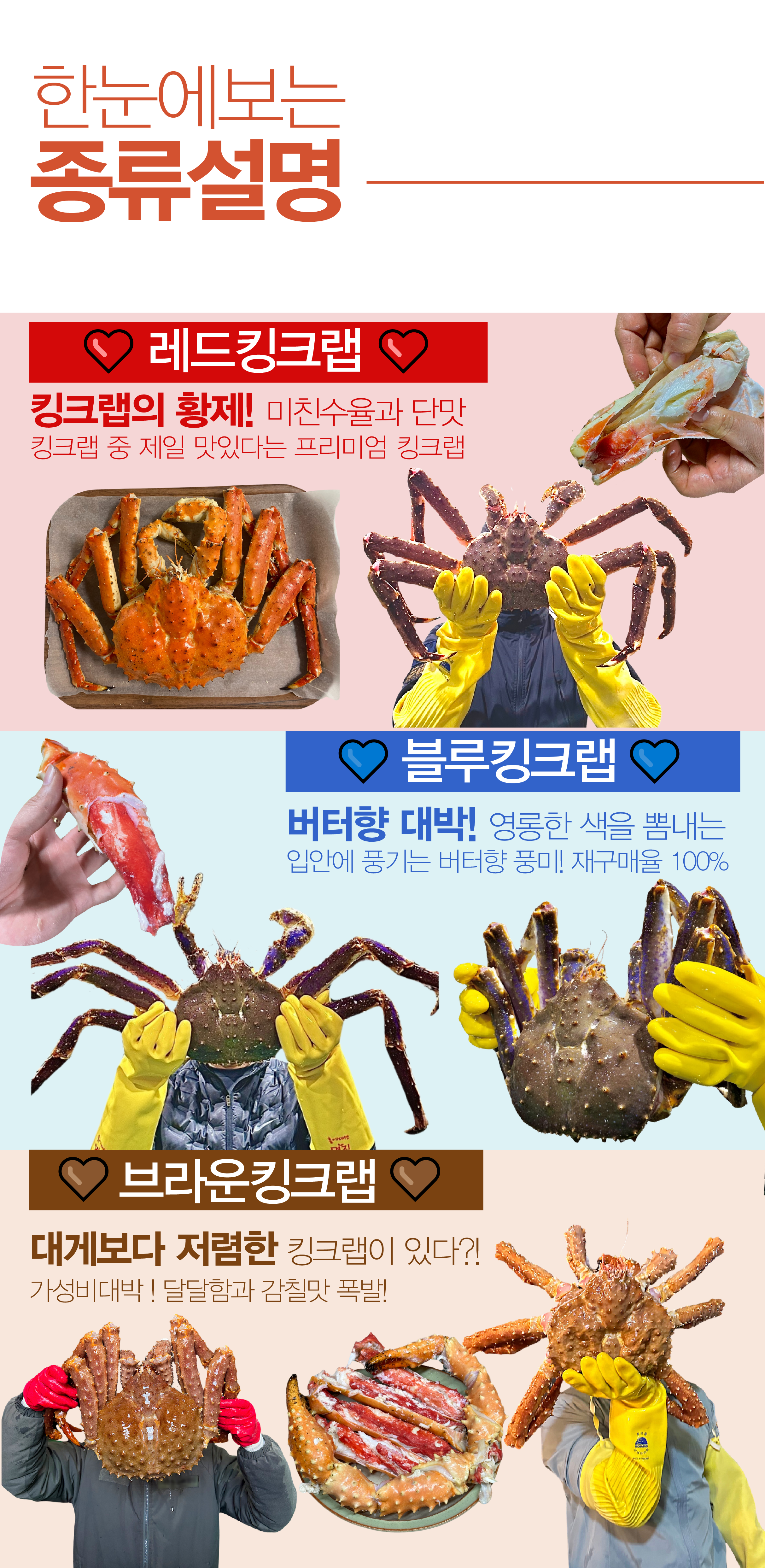특A급 북해도 프리미엄 활 레드킹크랩 1마리 (암컷/수컷)