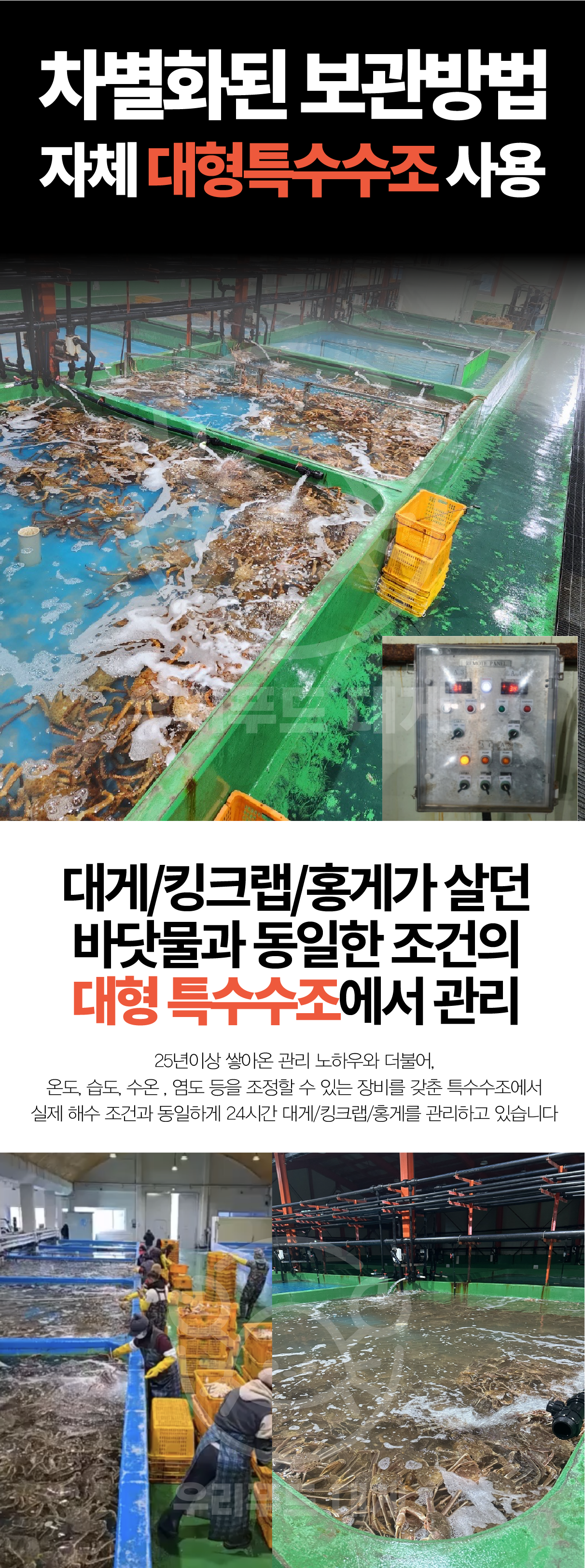 선주직송 독도 박달홍게 1kg (활/자숙 선택)
