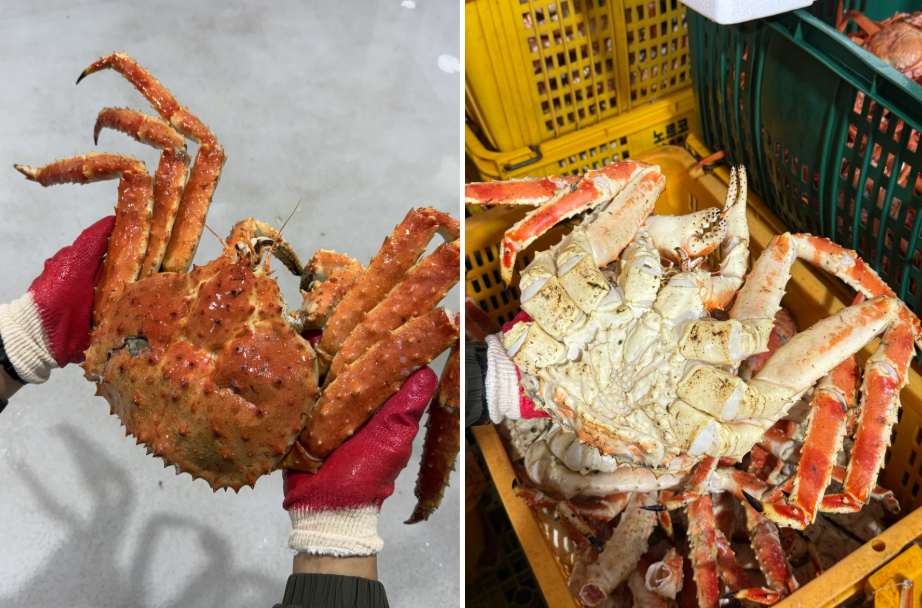 특A급 러시아 레드킹크랩 1kg (활/자숙선택)
