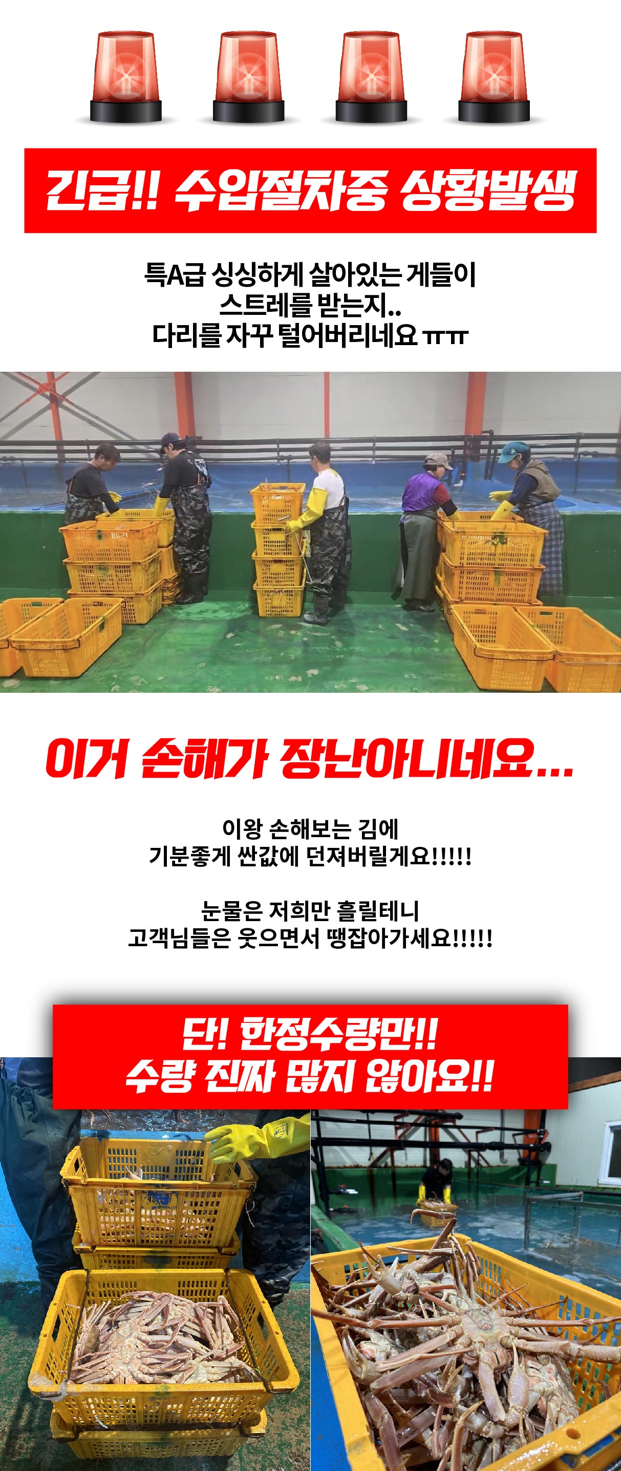 러시아 비품대게 1마리 (활/자숙선택)