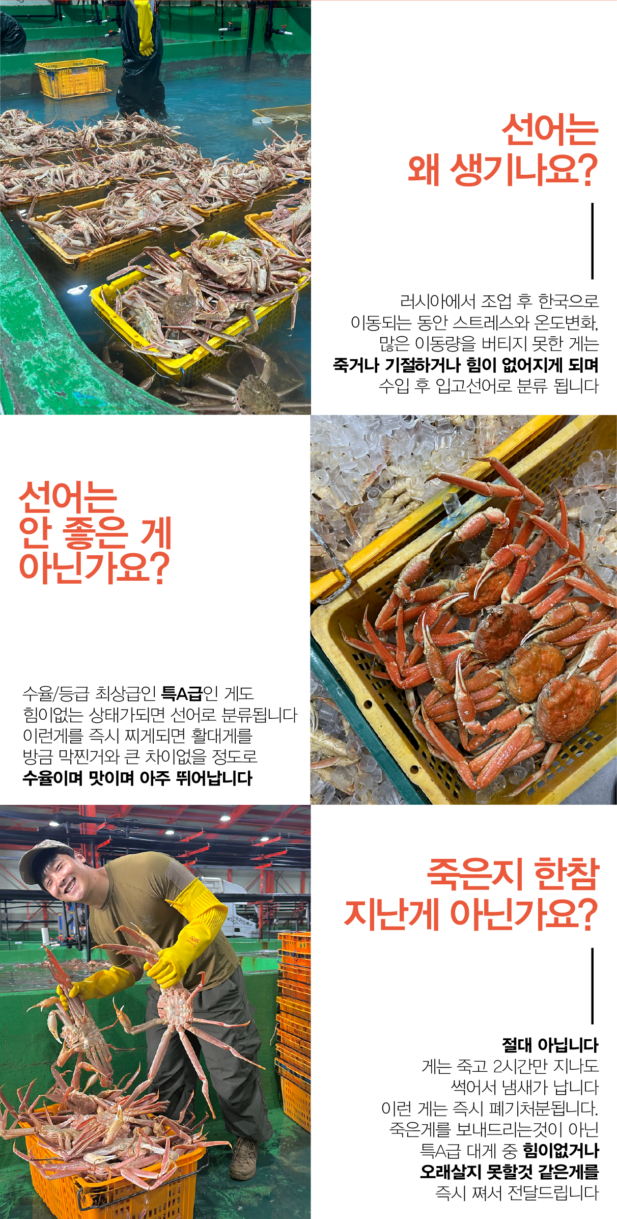 특A급 북해도 프리미엄 활 레드킹크랩 1마리 (암컷/수컷)