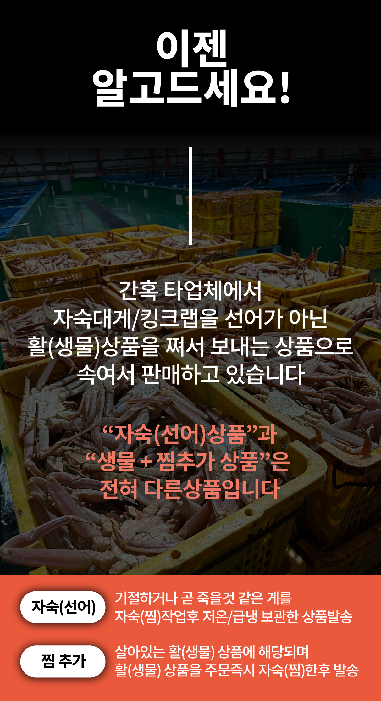 특A급 북해도 프리미엄 활 레드킹크랩 1마리 (암컷/수컷)