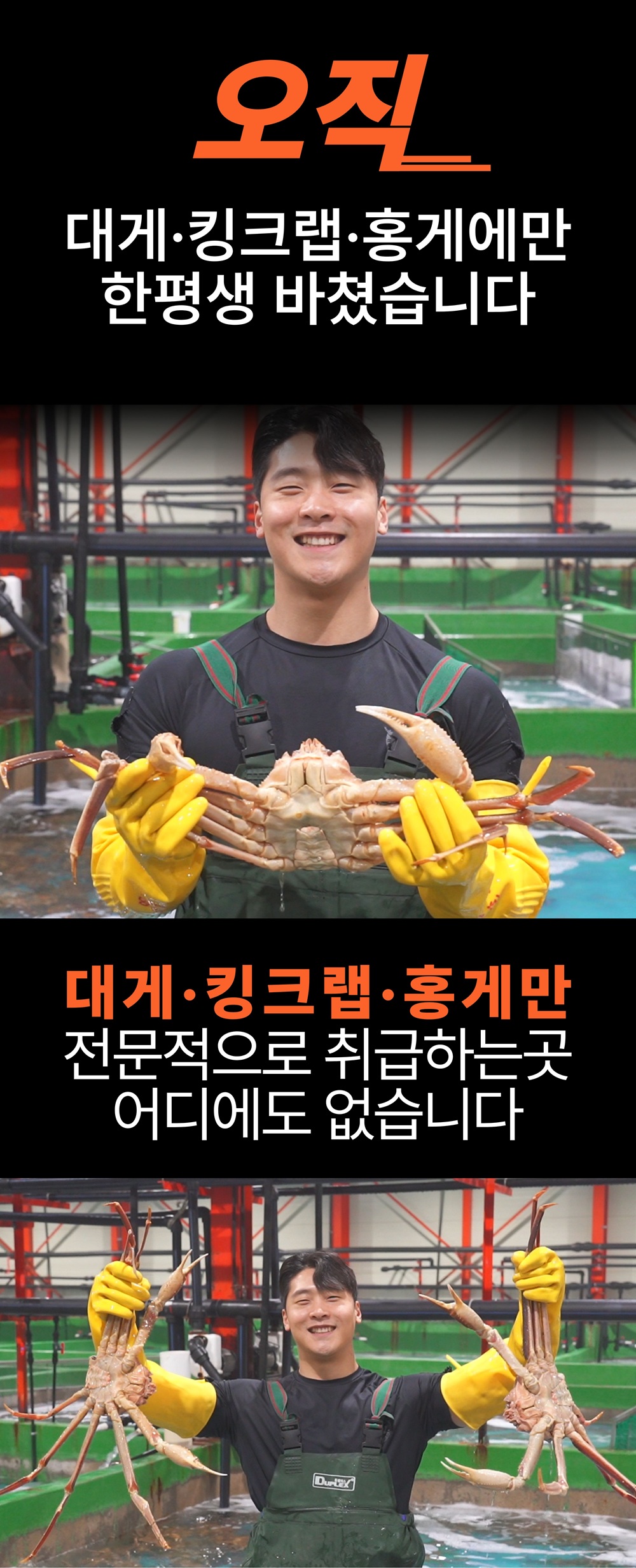 특A급 살아있는 러시아 활대게 1kg (활/자숙선택)