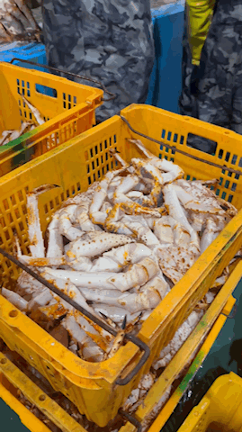특A급 러시아 블루킹크랩 1kg (활/자숙 선택)