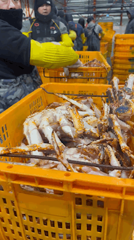 특A급 러시아 블루킹크랩 1kg (활/자숙 선택)