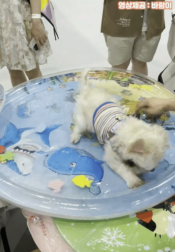 [사계절] 고양이 강아지 낚시왕 워터매트