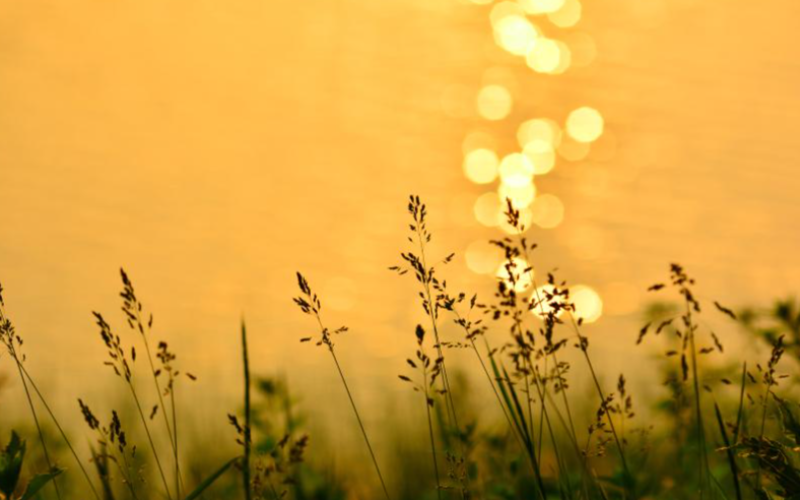 40607a42ee516.png