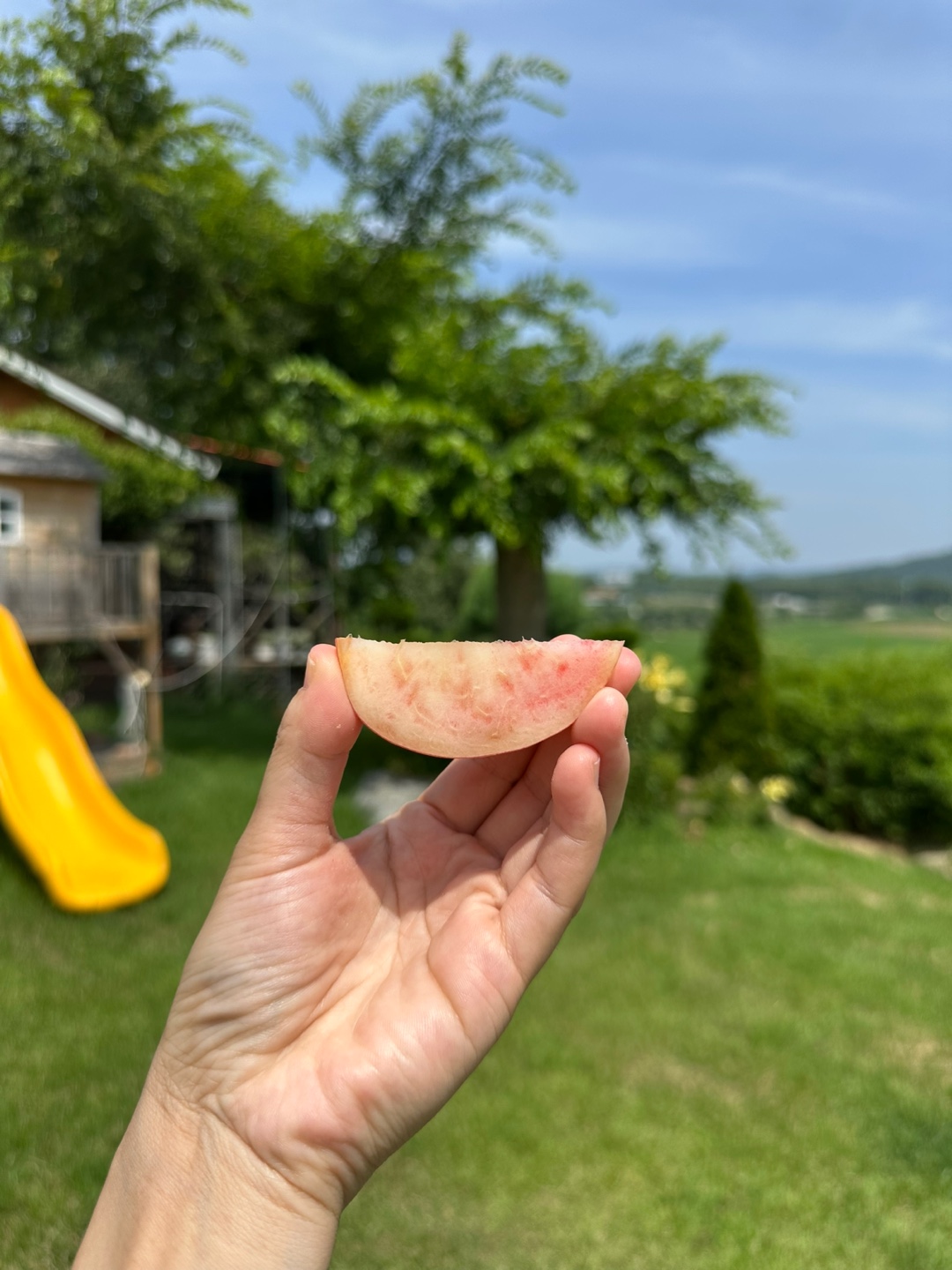말랑백도 H2